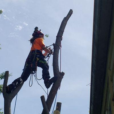 Austin Ahart, owner, climber at Ahart's Arborcare LLC