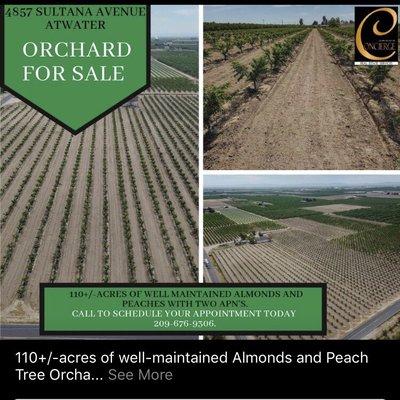 Orchard for sale