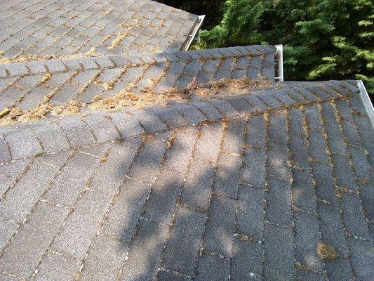 Roof cleaning (moss removal with brush).