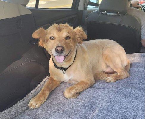 My baby rylee all trimmed up and looking good. You can tell shes happy look at that smile