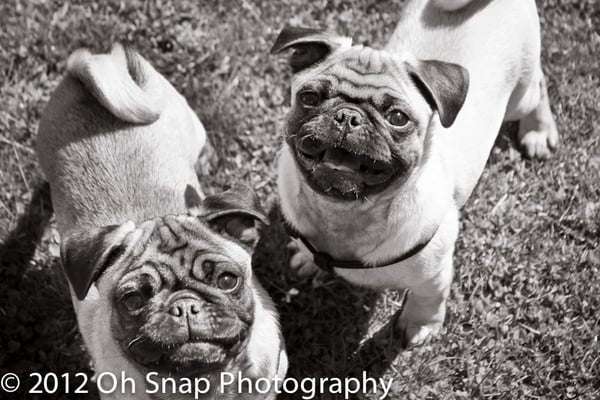 Pugs By Sara