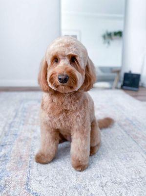 Labradoodle Lumi