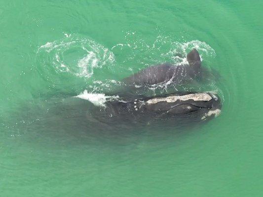 A Right Whale and her calf!