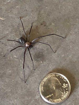 Brown Recluse don't like the cold.  They're moving into your warm home or office as we speak!  Call us so we can help keep them at bay!