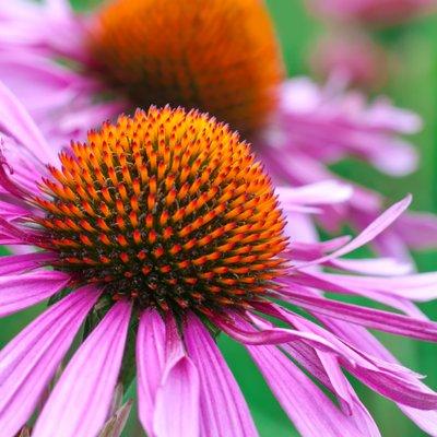 Echinacea flower | Naturopathic medicine in Santa Barbara