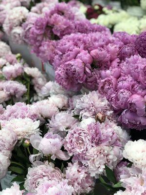 Holland Flower Market