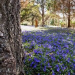 Periwinkle in Spring