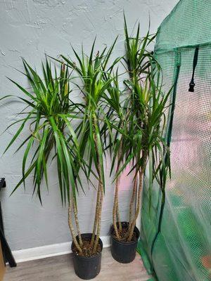 Dracaena, marginata ( red edge)