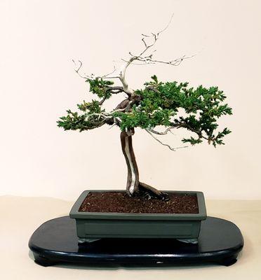 PROCUMBENS NANA JUNIPER (juniperus procumbens 'nana') by Kevin Corrigan, Years in training: 15