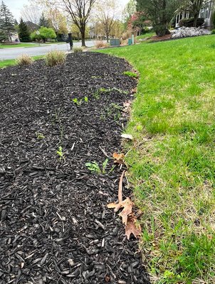 Scott "forgot" to lay the weed mat down, which was the main reason I hired a landscaping company to mulch for me.