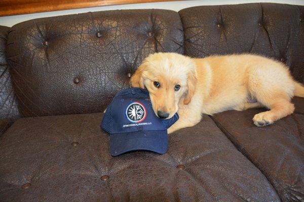 Otis the office dog is here to chew on our hats and keep our feet warm on a cold day