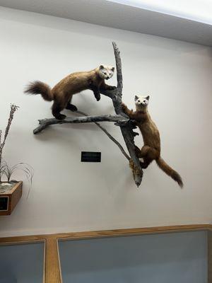 Taxidermy