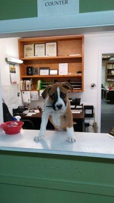 Spooky says "Come on in for all your Heating, Air Conditioning, Venting, Service, Insulation and Electrical needs."