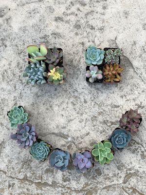 Succulents galore!