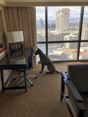 K9 Mirza, Las Vegas, NV