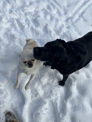 Playing in the snow during a drop in!