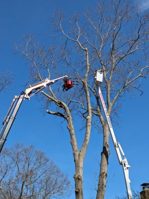 Krohn Kutz Tree Service