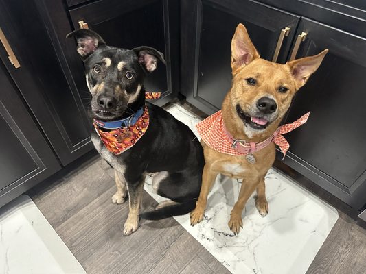 Fresh washed pups with their cute bandanas