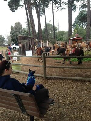 Promise watching the horses at Waller Park