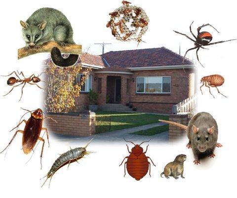 complete Pest Service