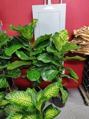 Big fiddle leaf plant for $65