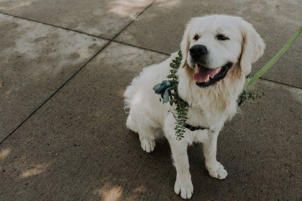 Dog wreath  Photo by Hunter and Light