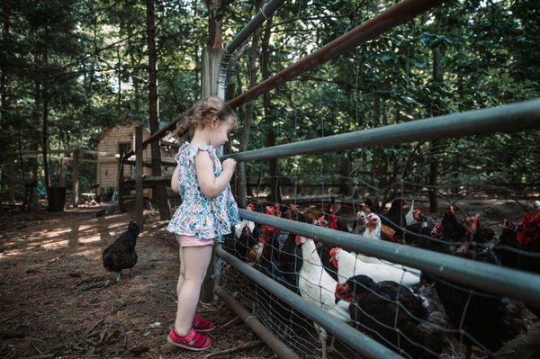 A visitor looks at the many happy chickens on the farm.