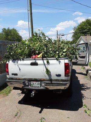 tree Hauling