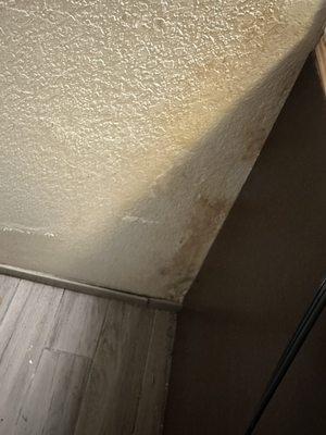 Yellow stuff on damp walls