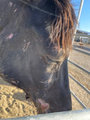 Injuries to my horse Kyle canyon ranch caused