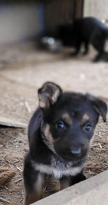 Foley's GSD AKC DOGS