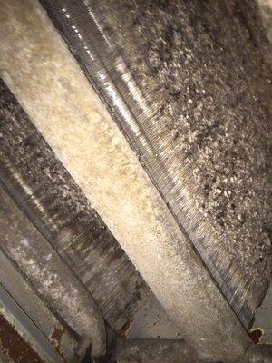 Mold remains in ac unit after service request "complete".