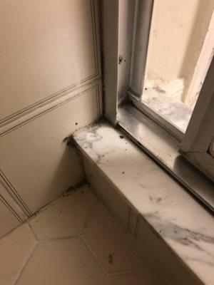 Black and white mold in the bathroom shower