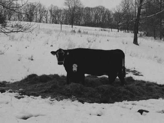 Calf born this winter