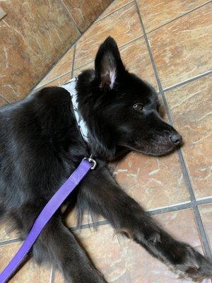 Trixie at the emergency vet clinic