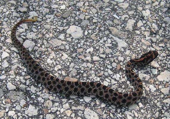 Snake Capture - Pigmy Rattler Removal