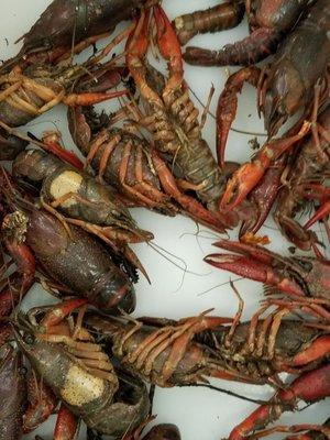 Crawfish. Never actually tried this.