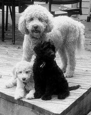 Georgia with her puppies Montana and Texas.