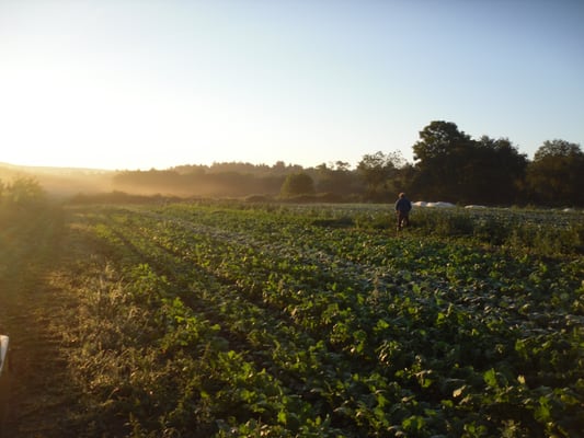 Early morning greens harvest