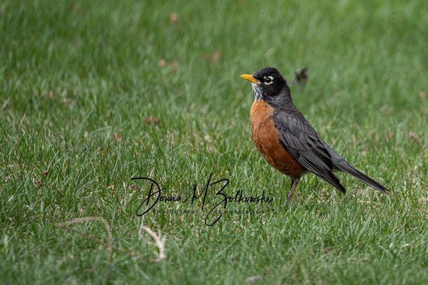 Robin in the yard