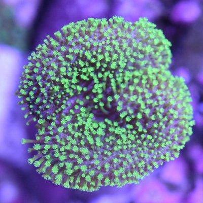 Tyree green toadstool bought from love the reef