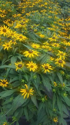 The best chain store garden center!