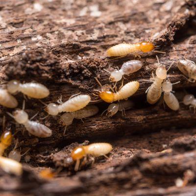 Close up termites