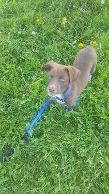 Puppy learning some obedience commands!