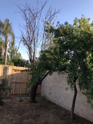 Dead tree needing removal and tree needing trimmed