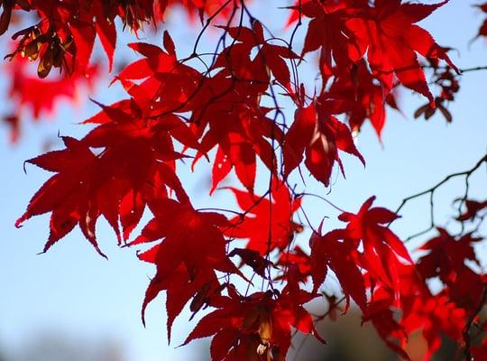 Accent Pruning