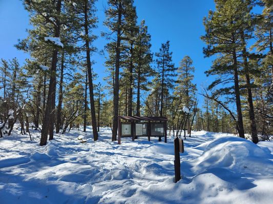 Coconino National Forest