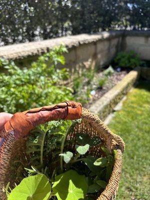 Basket of herbs in private garden