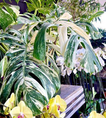 This monstera albo could be yours for a measly $900 :p