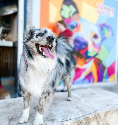 Gracie Bear having a blast at Texas Dog Co.